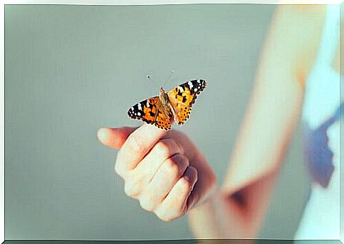 butterfly landing on finger