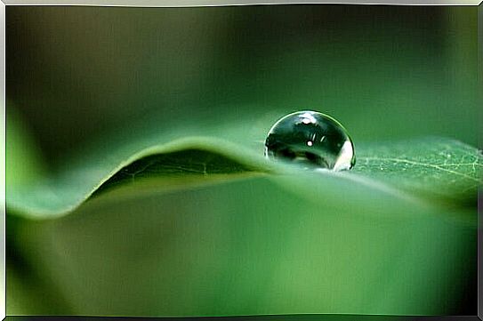 Dewdrop on green leaf