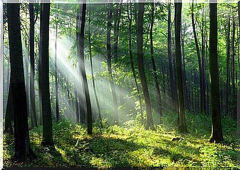 forest baths