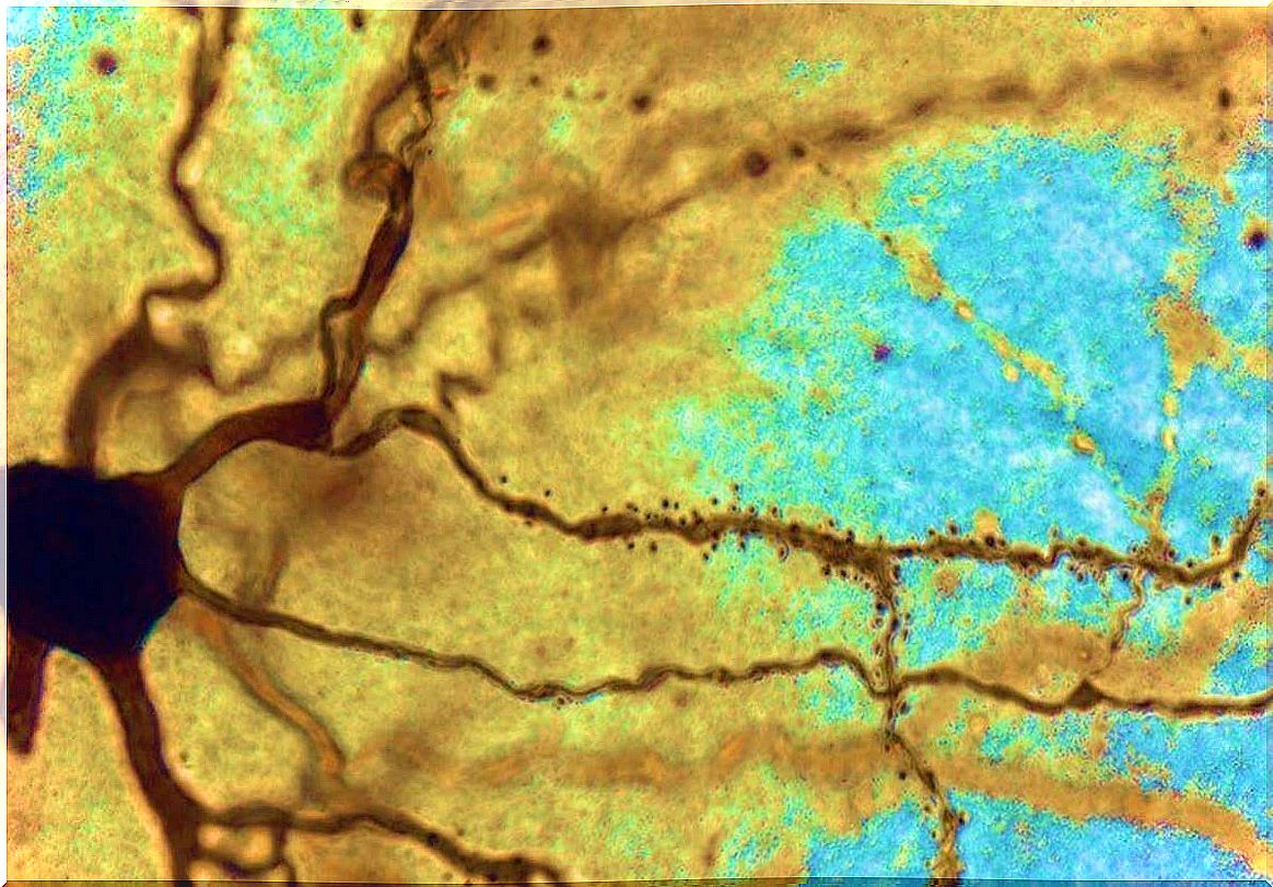 Transmission of information between neurons