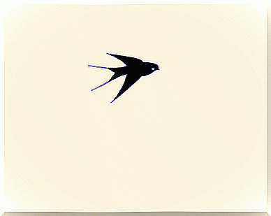 gif-flying-bird