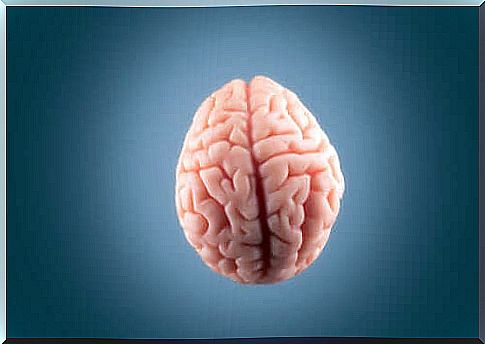 human brain anatomy