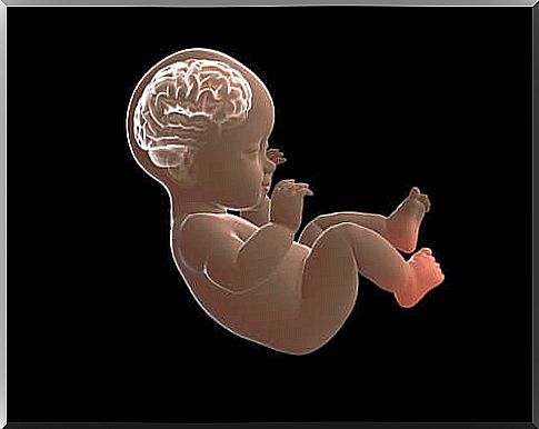 The developing baby's brain